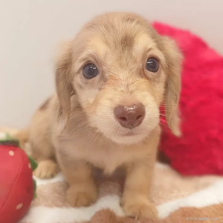 ID:2410-06230の子犬