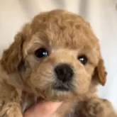 タイニープードル【埼玉県・女の子・2024年12月10日・アプリコット】の写真1