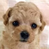 ティーカッププードル