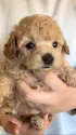 タイニープードル【埼玉県・女の子・2024年12月10日・アプリコット】の写真3