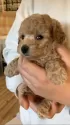 タイニープードル【埼玉県・女の子・2024年12月10日・アプリコット】の写真6