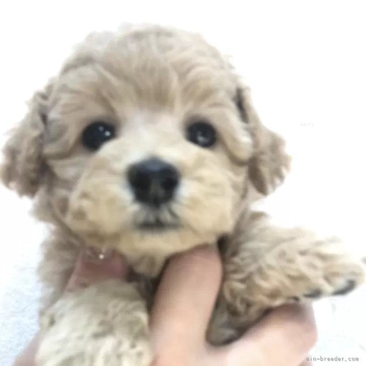 ID：2312-01985の子犬