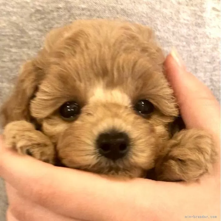 ID：2312-01634の子犬
