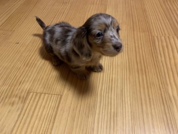 みんなの犬図鑑 岡山県で評判の良い犬のブリーダー紹介