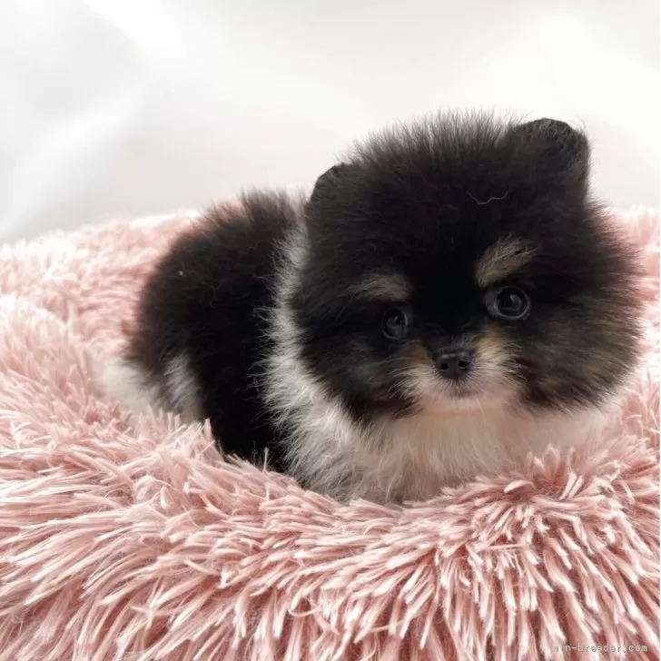 ポメラニアン【岡山県・男の子・2025年9月23日・ブラックタン&amp;ホワイト】の写真1