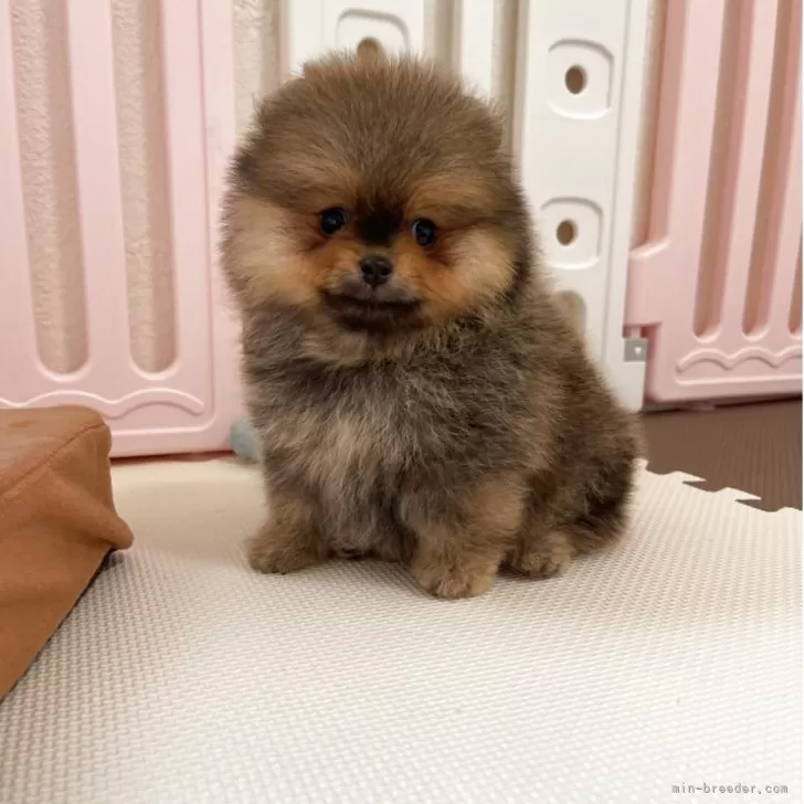 ID:2508-08494の子犬