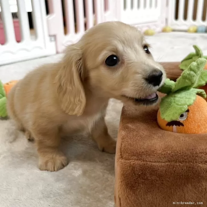 ID:2503-06544の子犬