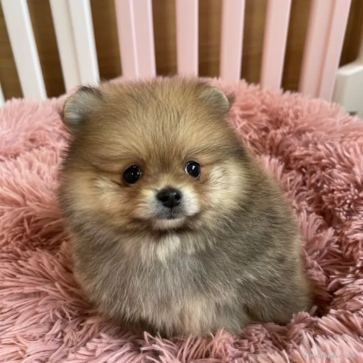 ID:2502-04478の子犬