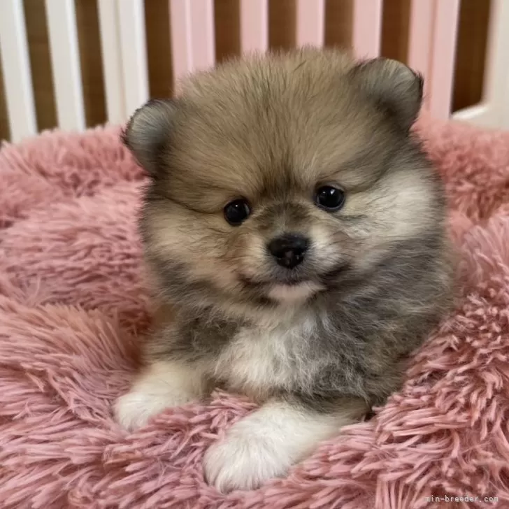 ID:2502-04514の子犬