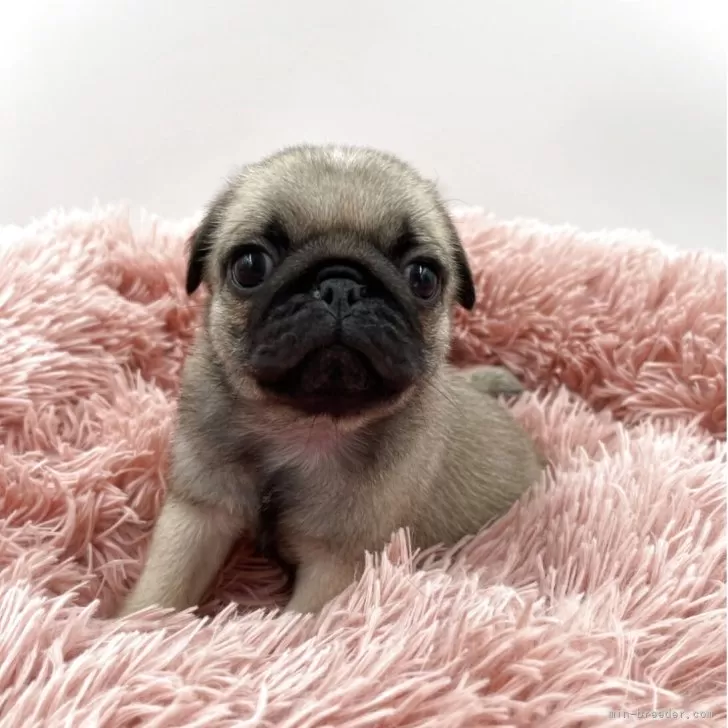 ID：2506-01941の子犬