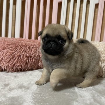 パグ【岡山県・男の子・2024年11月26日・フォーン】の写真「元気いっぱいの男の子です🐾父親は外産です🐾」