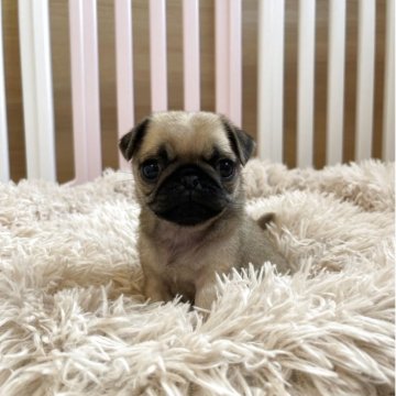 パグ【岡山県・女の子・2025年7月24日・フォーン】の写真「父親外です🐶両親遺伝子検査クリア」