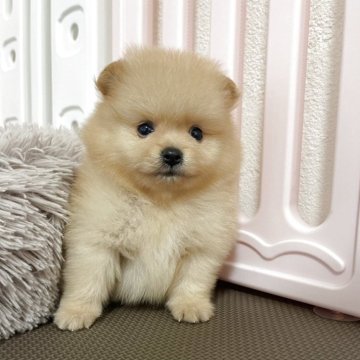 ポメラニアン【岡山県・男の子・2025年7月11日・クリーム】の写真「可愛い男の子🐾見学はお早めに🐾」