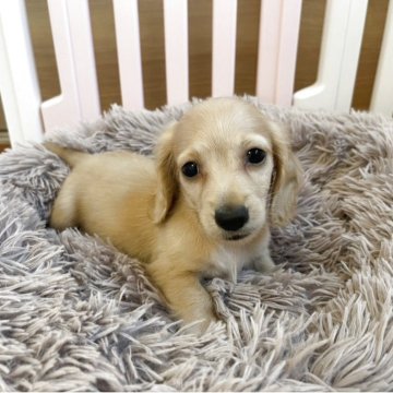 ミニチュアダックスフンド(ロング)【岡山県・男の子・2025年8月21日・イエロー】の写真「可愛い男の子🐾募集を１０月１６日まで」