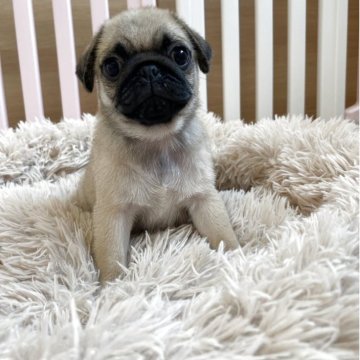 パグ【岡山県・男の子・2025年7月24日・フォーン】の写真「父親外です🐶両親遺伝子検査クリア」