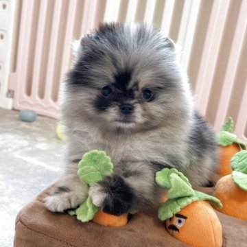 ポメラニアン【岡山県・女の子・2025年3月10日・ブルーマール】の写真「パパ外産です🐾綺麗なブルーマールちゃん🐾」