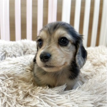 ミニチュアダックスフンド(ロング)【岡山県・男の子・2025年10月16日・シルバーダップル】の写真「健康診断済みです🐾綺麗な柄の男の子🐾」