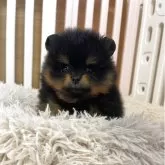 ポメラニアン