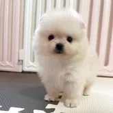 ポメラニアン