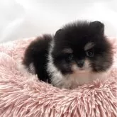 ポメラニアン【岡山県・男の子・2025年9月23日・ブラックタン&ホワイト】の写真1