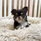チワワ(ロング)