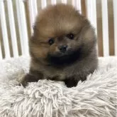ポメラニアン