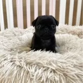 パグ