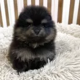 ポメラニアン