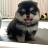ポメラニアン