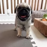 パグ