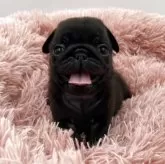 パグ