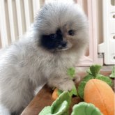 ポメラニアン