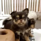 チワワ(ロング)
