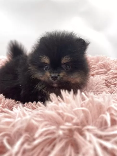 ポメラニアン【岡山県・男の子・2025年9月23日・ブラック&タン