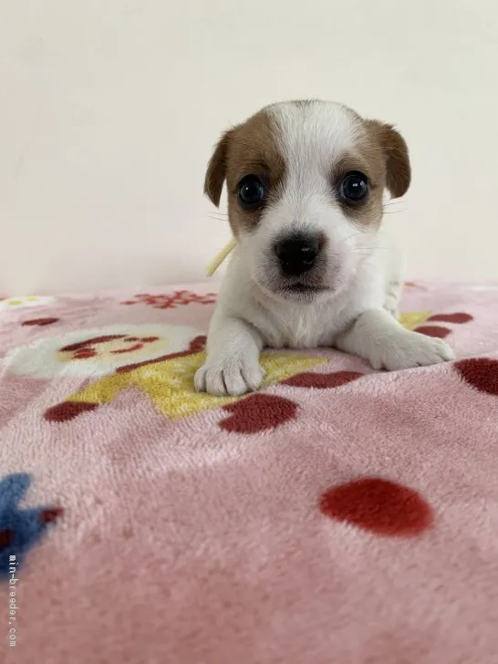 ID:2105-02392の子犬