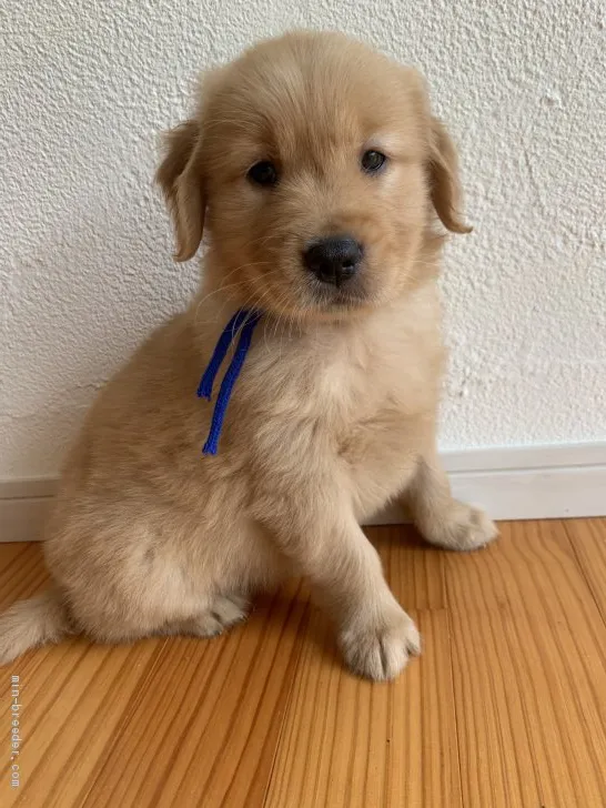 ID:2105-00836の子犬