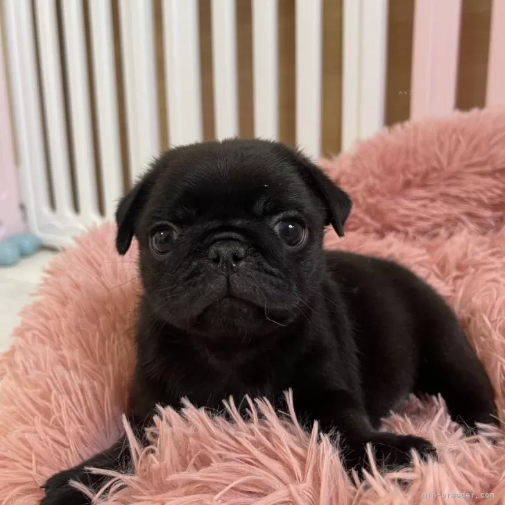 ID:2409-06510の子犬