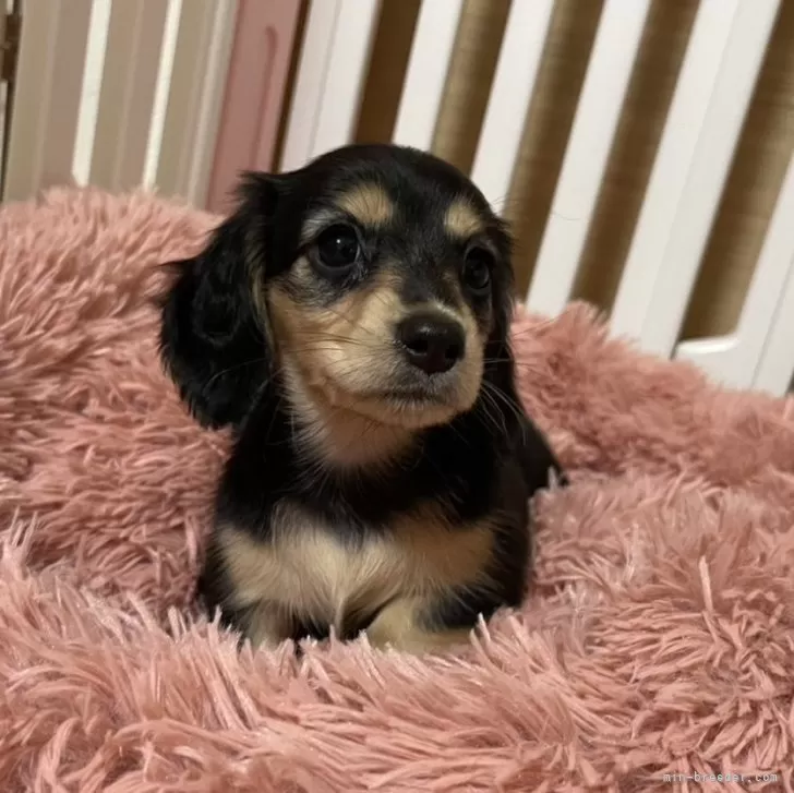 ID:2402-02832の子犬