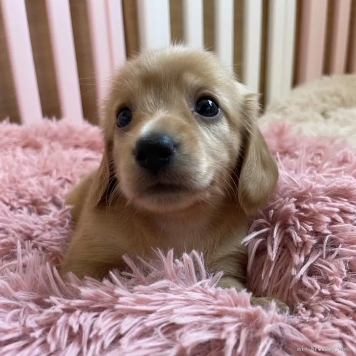 ID:2406-04708の子犬