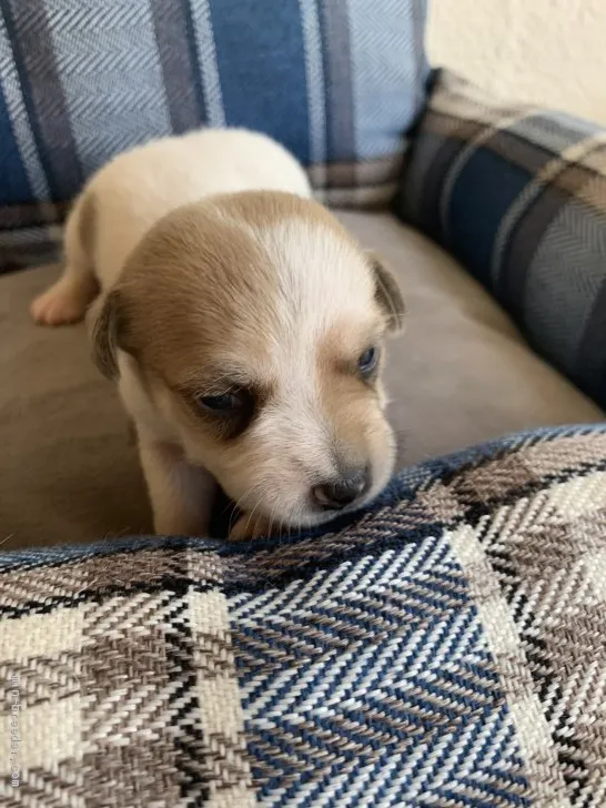 ID:2010-00590の子犬