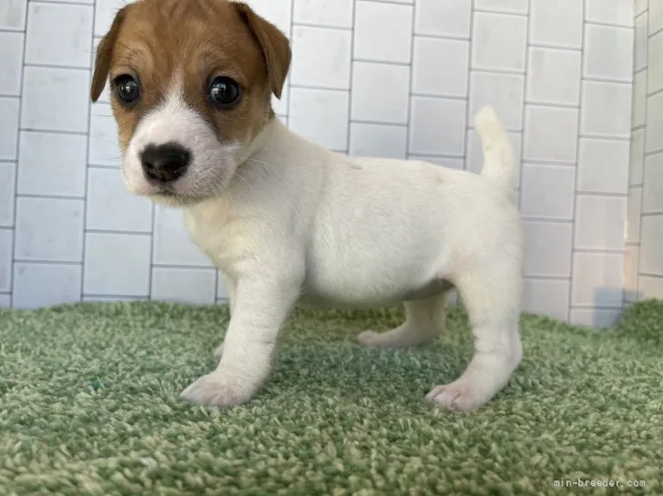 ID:2205-00769の子犬