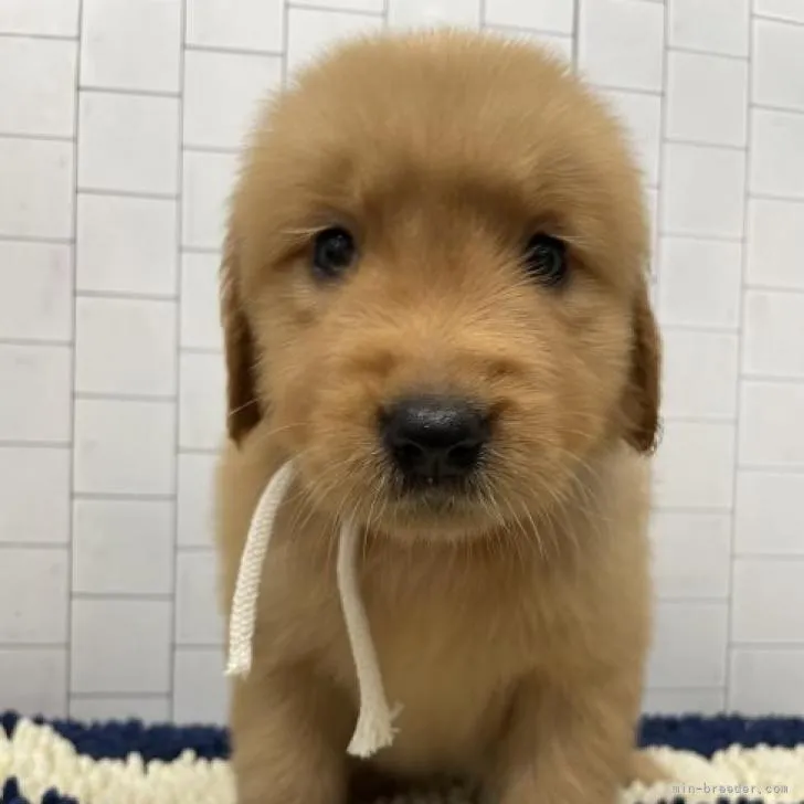 ID:2207-03606の子犬