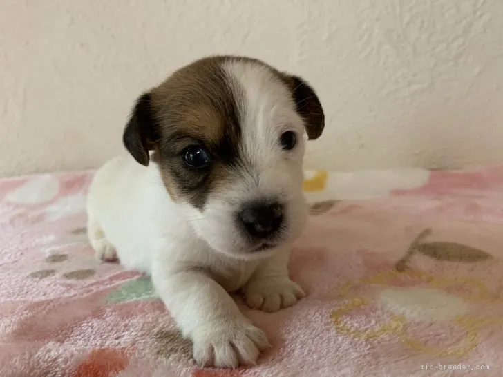 ID：2011-00423の子犬