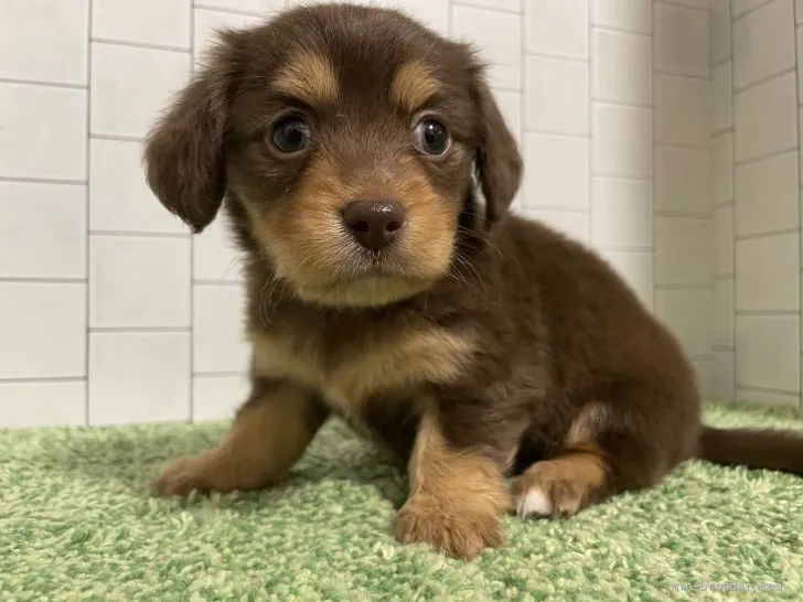 ID:2201-04106の子犬