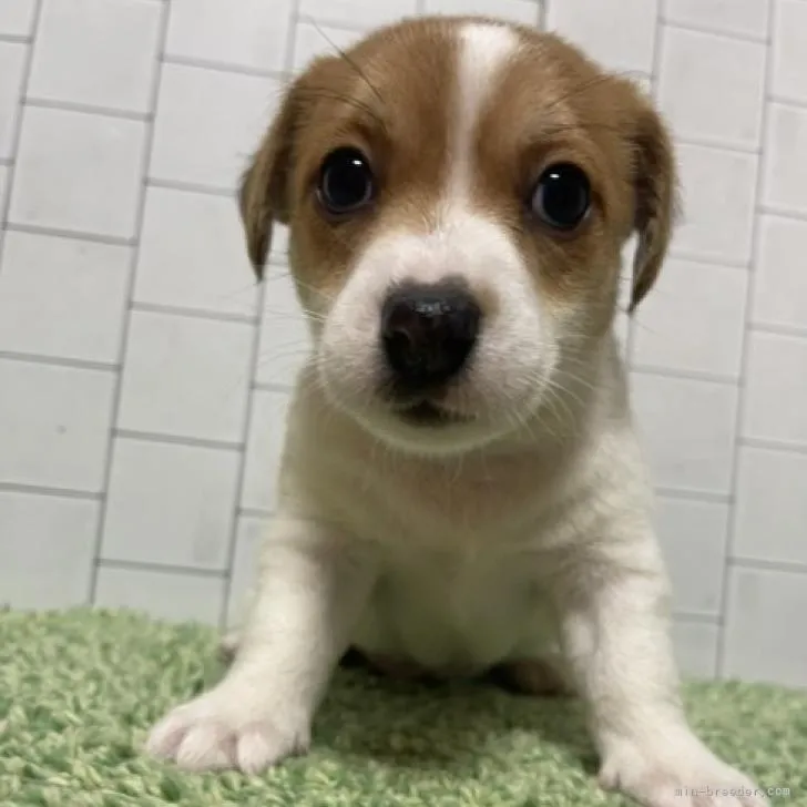 ID:2210-02676の子犬