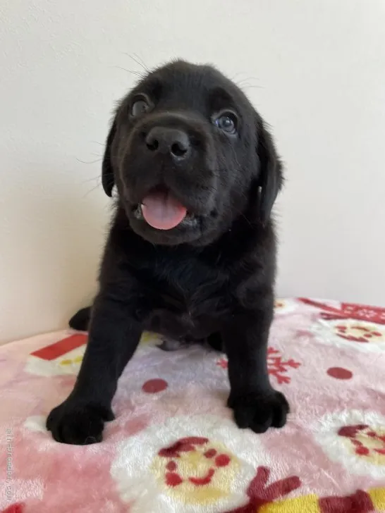 ID:2108-00607の子犬