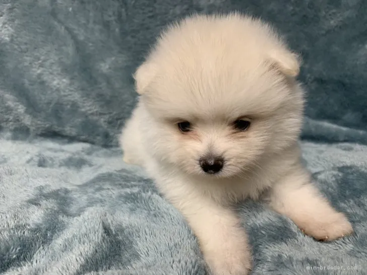 ID：2009-00283の子犬