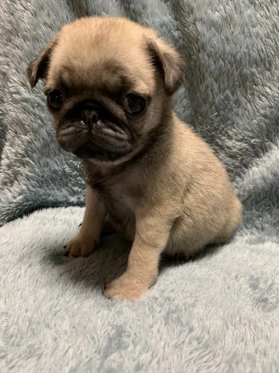 ID：2009-00275の子犬