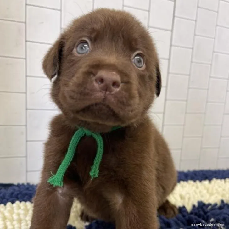 ID:2209-04882の子犬