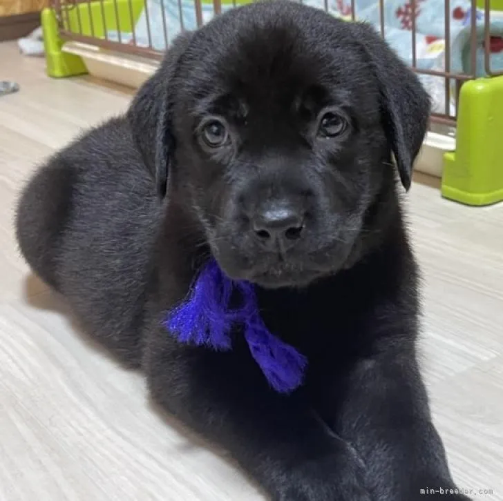 ID:2209-04881の子犬